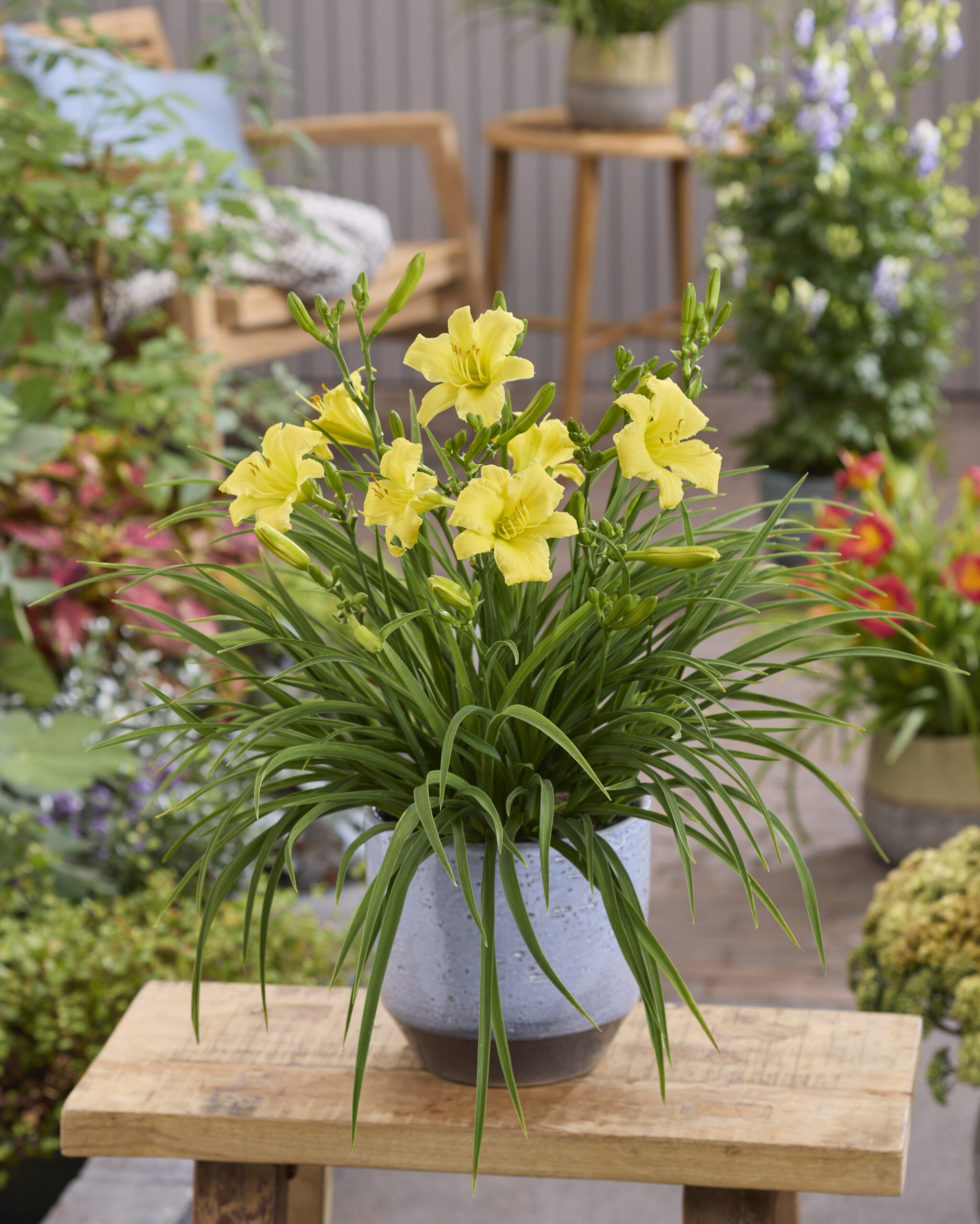 Hemerocallis Stella Citron®