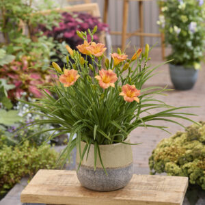 Hemerocallis Stella Tangerine®