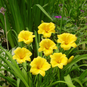 Hemerocallis Re-blooming Stella D'Oro