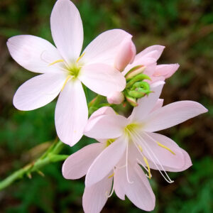 Hesperantha coccinea Pink Princess