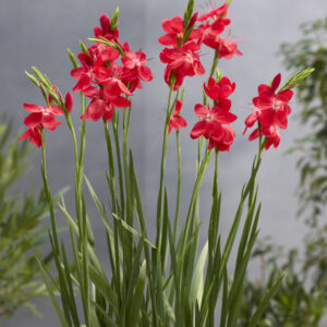 Hesperantha coccinea Major New World