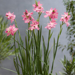 Hesperantha coccinea Simply Pink