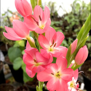 Hesperantha coccinea Ruth