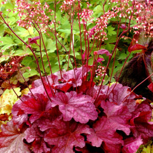 Heuchera Berry Smoothie
