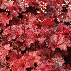Heuchera Cajun Fire