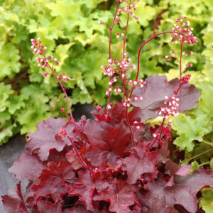Heuchera Fire Chief