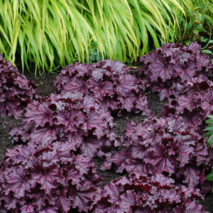 Heuchera Forever Purple