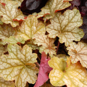 Heuchera Ginger Ale - 12cm
