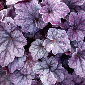 Heuchera Sugar Plum