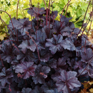 Heuchera Obsidian