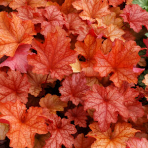 Heuchera Paprika
