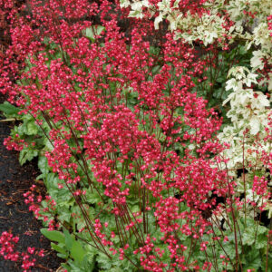 Heuchera Paris