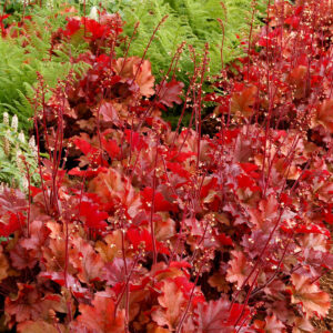 Heuchera Peach Flambee