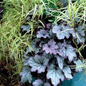 Heuchera Spellbound