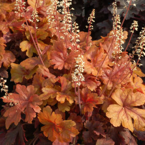 Heucherella Buttered Rum