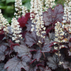 Heucherella Cracked Ice