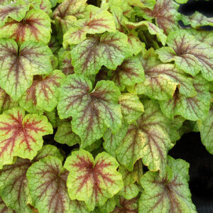 Heucherella Fire Frost