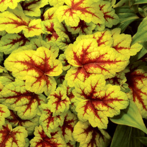 Heucherella Stoplight