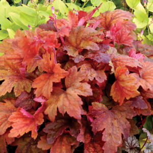 Heucherella Sweet Tea