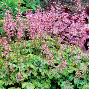 Heucherella Tapestry
