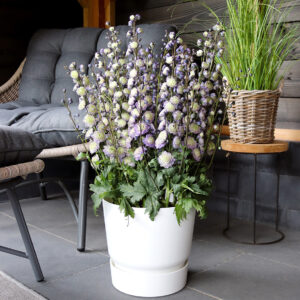 Delphinium elatum Highlander Dream Sensation