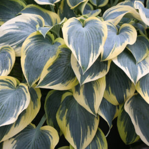 Hosta First Frost