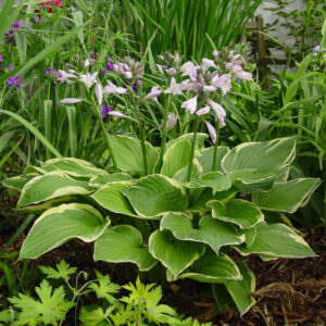 Hosta Fortunei Aureomarginata
