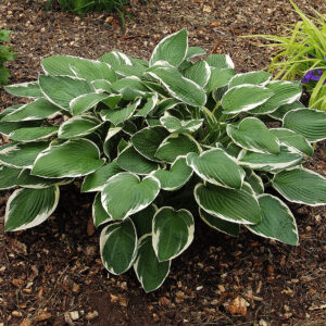 Hosta Francee