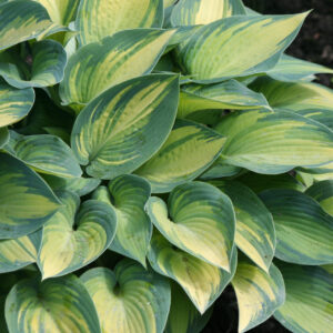 Hosta June