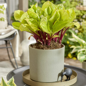 Hosta Lemon Snap