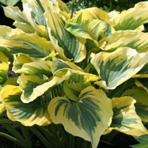 Hosta Liberty®