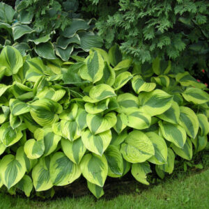 Hosta Moon Split®