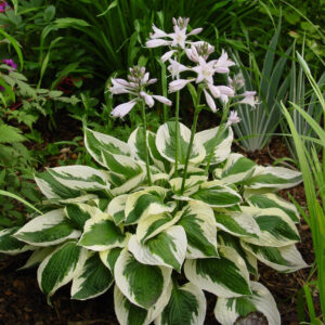 Hosta Patriot