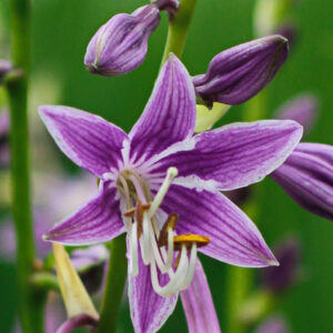 Hosta Purple Sensation