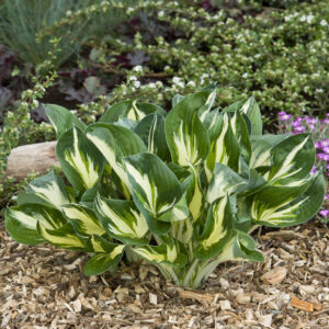 Hosta Sting