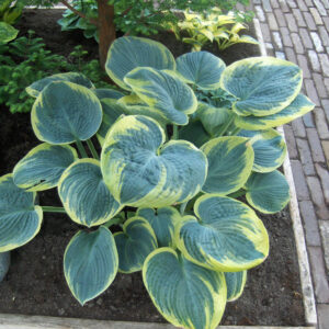 Hosta Sugar Daddy