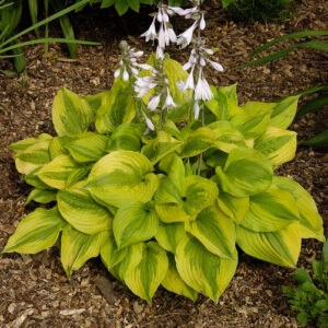 Hosta Summer Breeze
