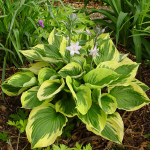 Hosta Twilight
