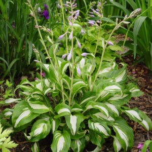Hosta Undulata Mediovariegata
