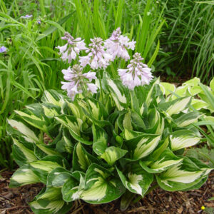 Hosta Whirlwind