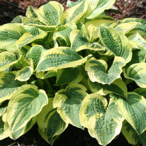 Hosta Wide Brim