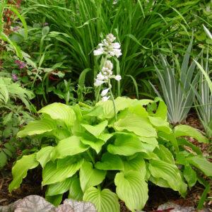 Hosta Venus