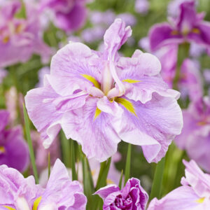 Iris ensata Dinner Plate™ Tub Tim Grob