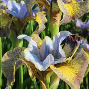 Iris Sibirica Peacock Butterfly Uncorked®