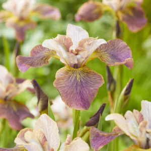 Iris Sibirica Peacock Butterfly Unbuttoned Zippers®