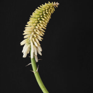 Kniphofia Magical® Snow Torch