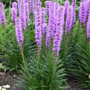 Liatris Kobold