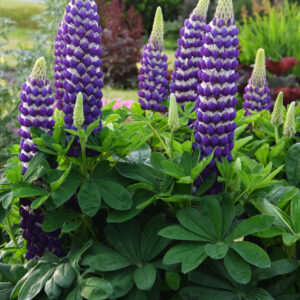 West Country Lupinus Blacksmith®