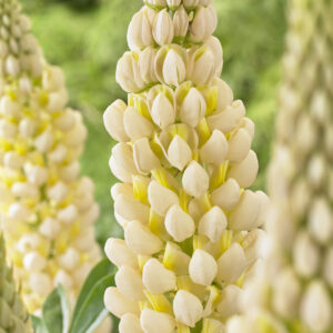 West Country Lupinus Cashmere Cream®
