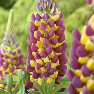 West Country Lupinus Manhattan Lights®